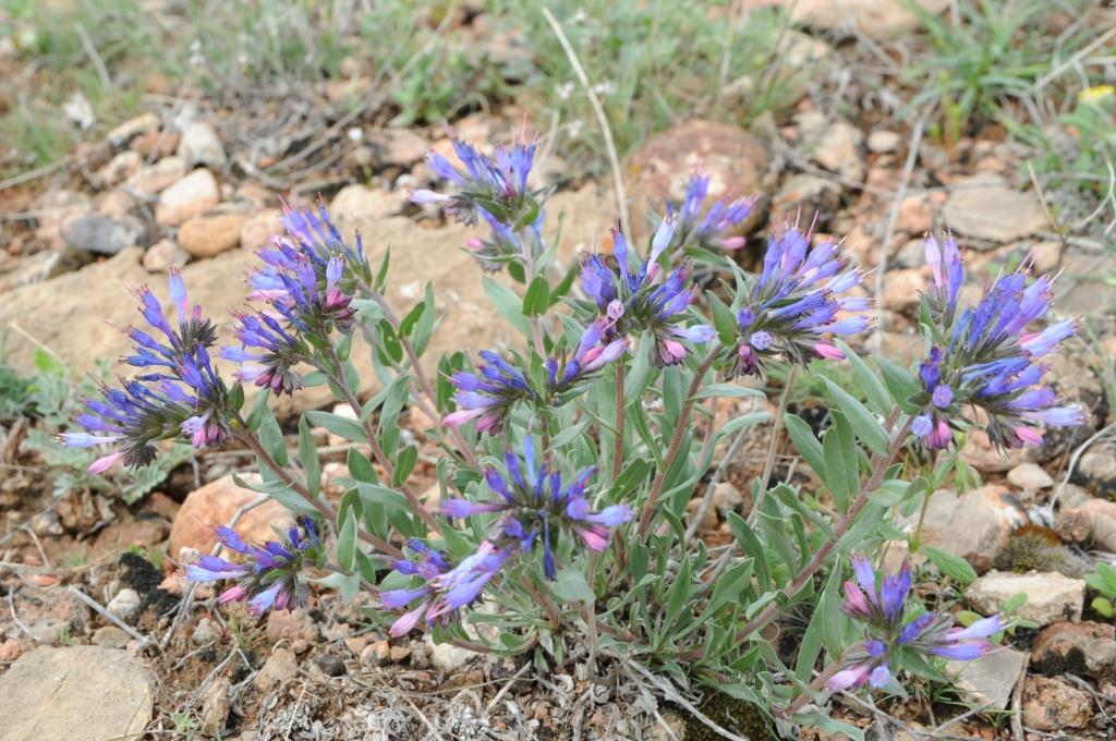 Изображение особи Moltkia caerulea.