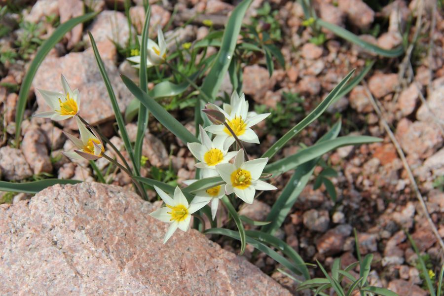 Изображение особи Tulipa bifloriformis.