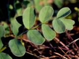 Astragalus longipetalus