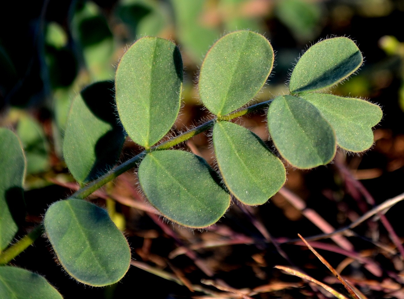 Изображение особи Astragalus longipetalus.