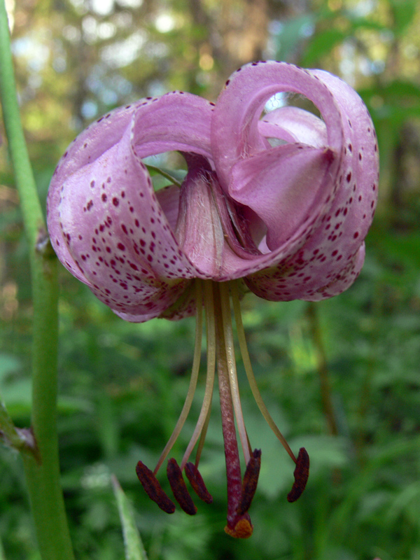 Изображение особи Lilium pilosiusculum.
