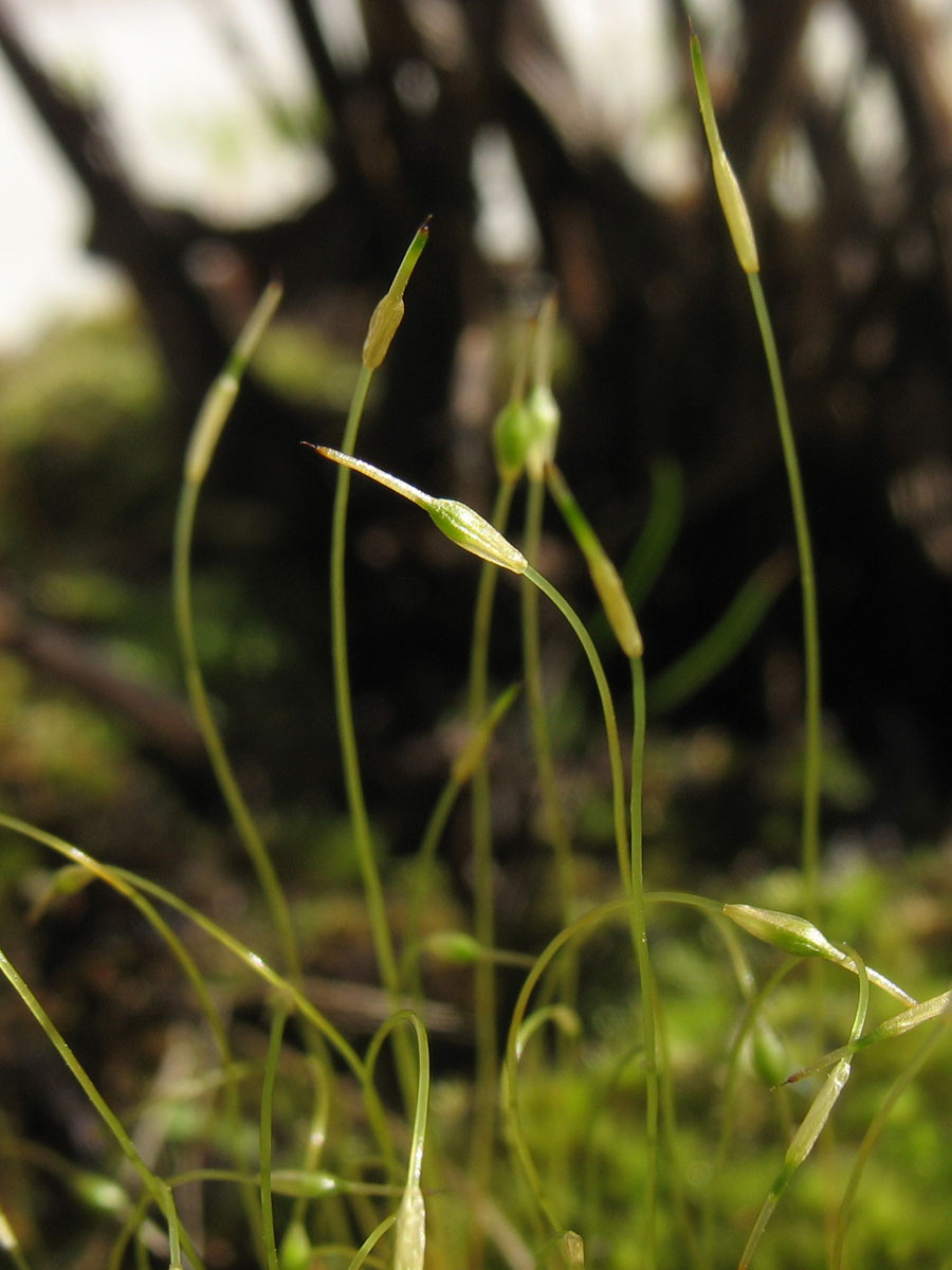 Image of Funaria hygrometrica specimen.