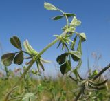 Image of taxon representative. Author is Татьяна Винокурова