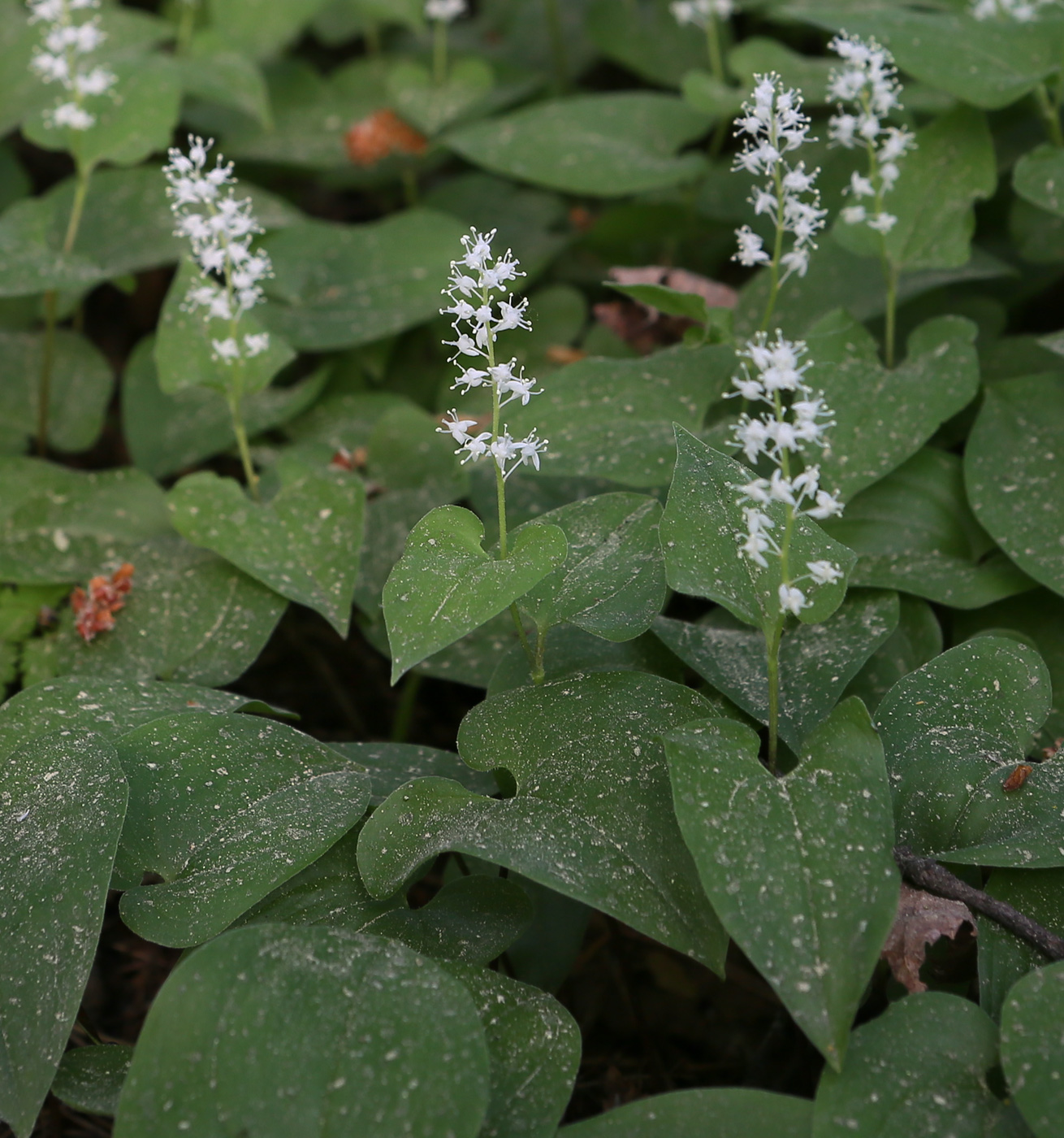 Изображение особи Maianthemum bifolium.