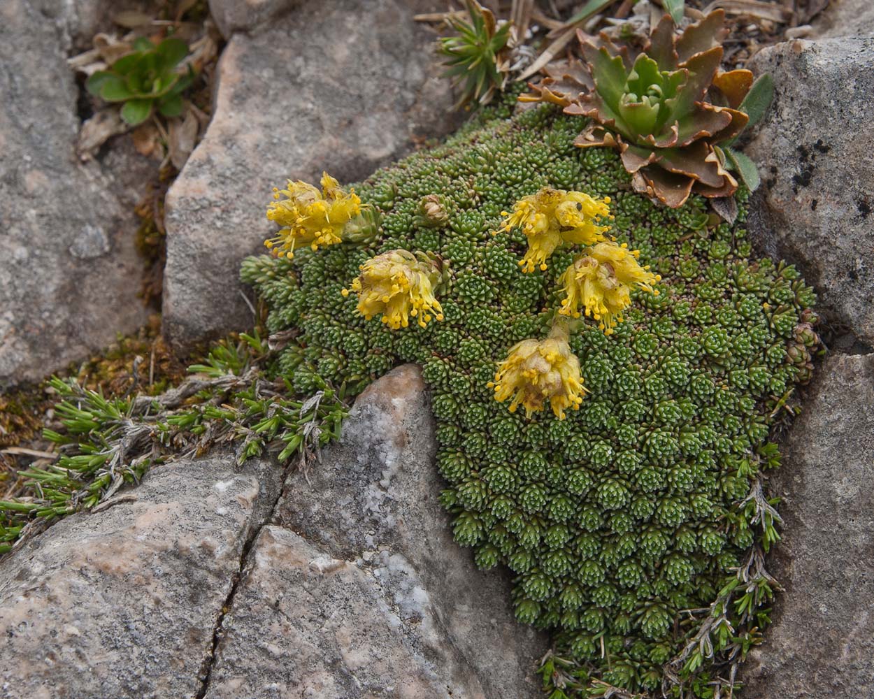 Image of Saxifraga unifoveolata specimen.