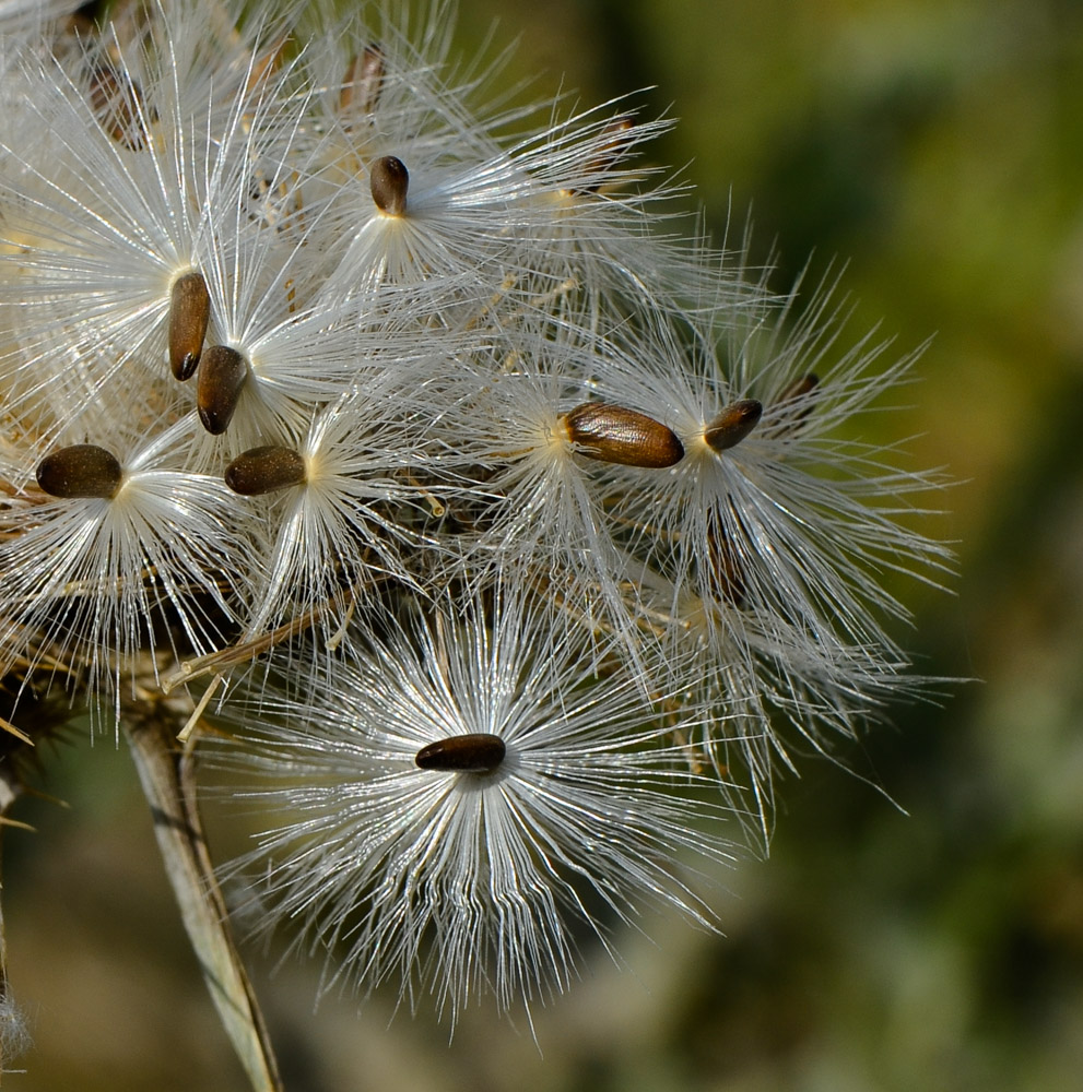Image of Silybum marianum specimen.