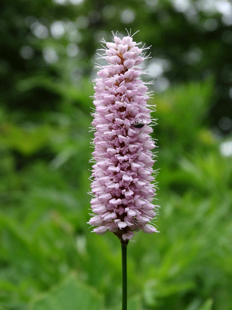 Image of Bistorta officinalis specimen.