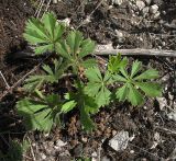 Potentilla heptaphylla. Розетка прикорневых листьев. Белгородская обл., Губкинский р-н, запов. «Белогорье», Ямская степь. 14 июня 2009 г.