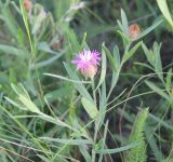 Centaurea trichocephala. Верхушка цветущего растения. Украина, Днепропетровская обл., Криворожский р-н, окр. с. Широкое, склон балки. 18.06.2016.