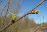 Betula pubescens