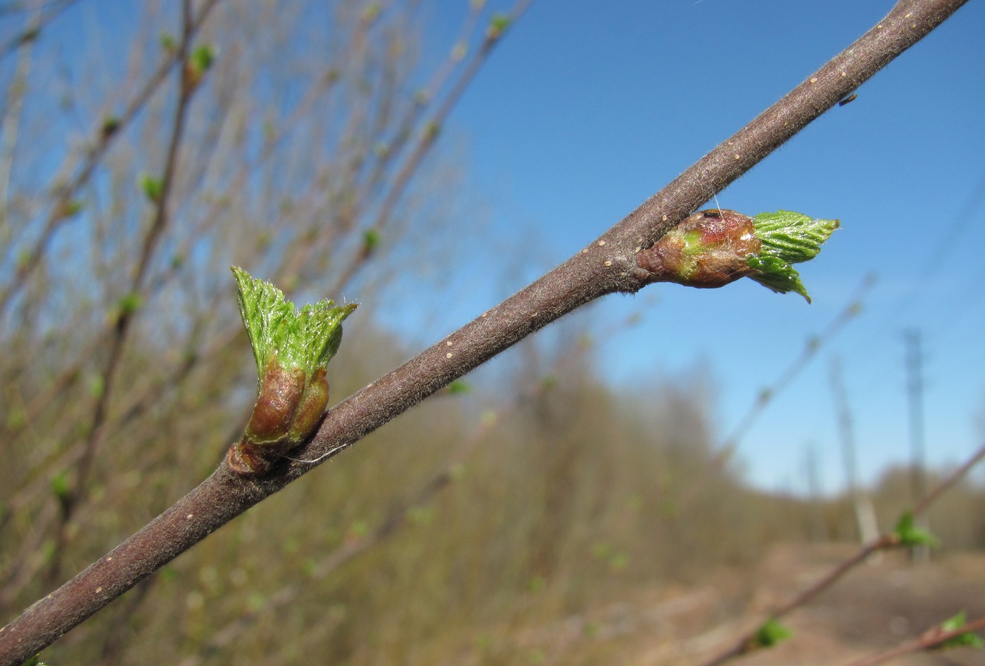 Изображение особи Betula pubescens.