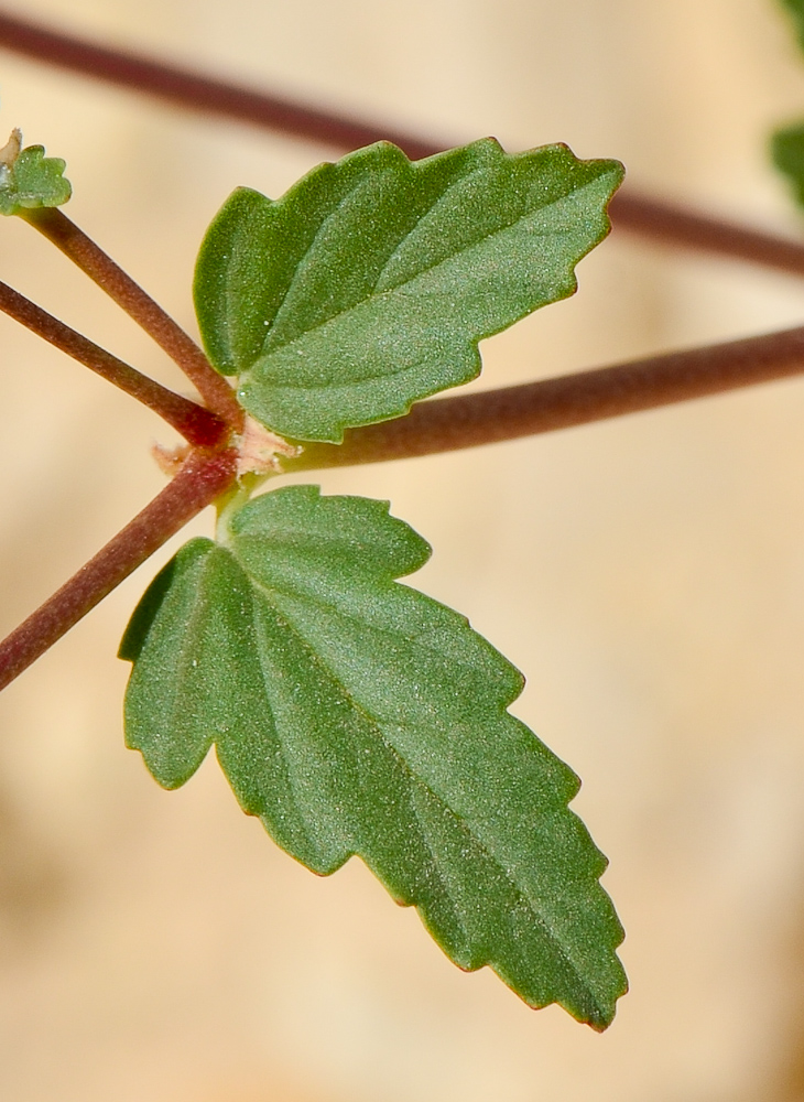 Image of Erodium oxyrhynchum specimen.