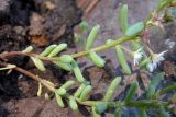 Sedum hispanicum