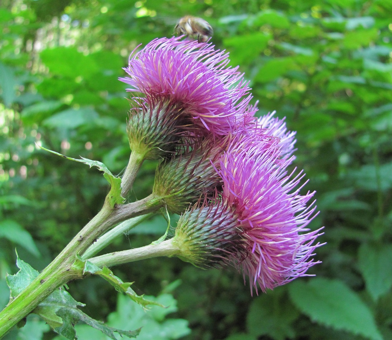 Изображение особи Cirsium sychnosanthum.