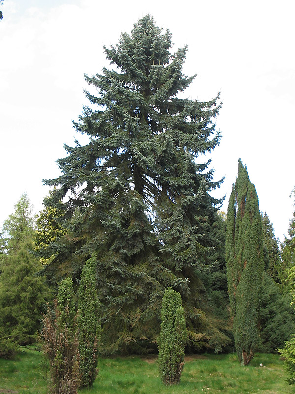 Image of Picea pungens f. glauca specimen.