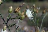 Centaurea diffusa