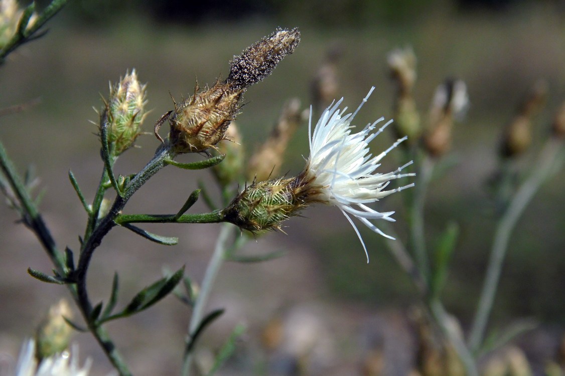 Image of Centaurea diffusa specimen.