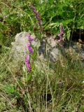 Spiranthes australis