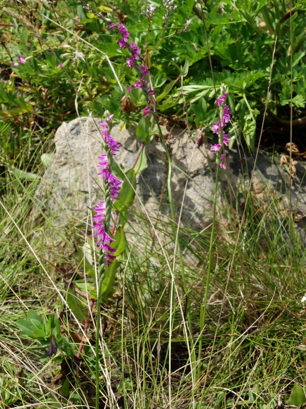 Image of Spiranthes australis specimen.