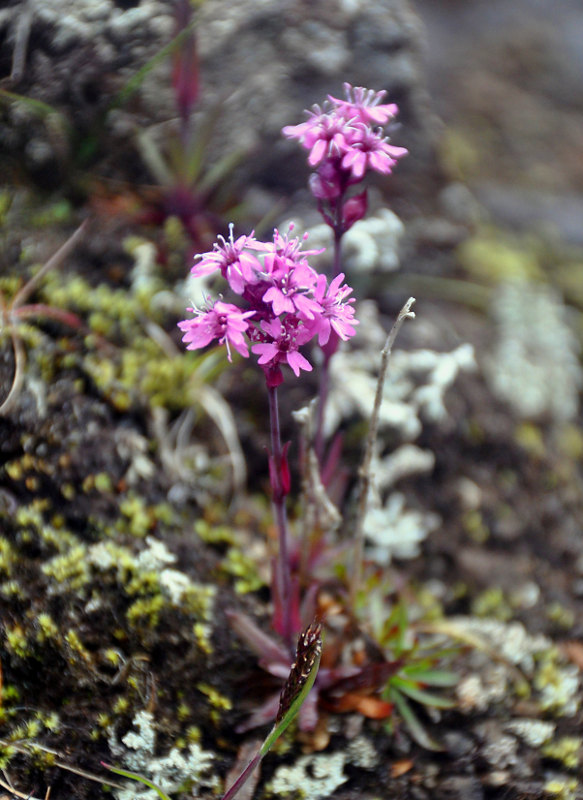 Image of Viscaria alpina specimen.