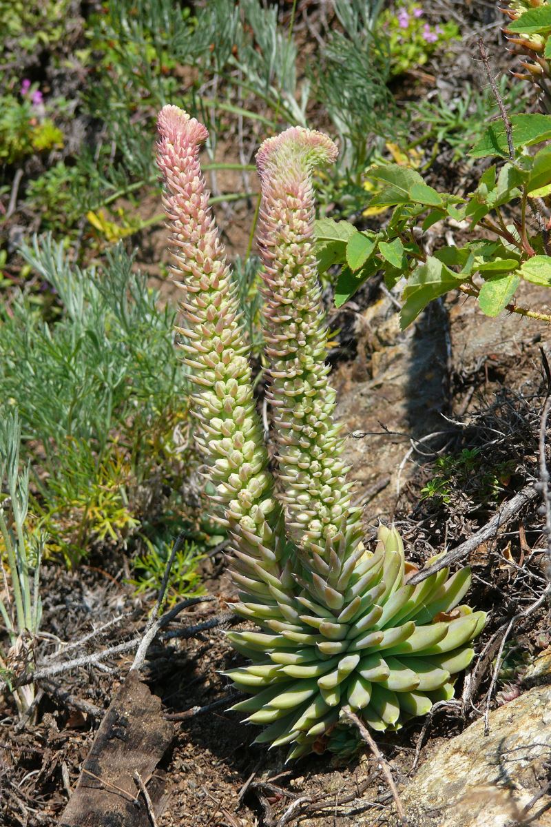 Изображение особи Orostachys spinosa.