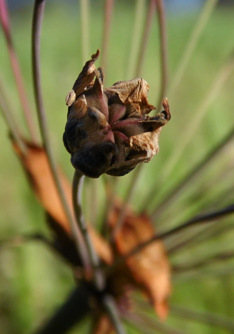 Изображение особи Butomus umbellatus.