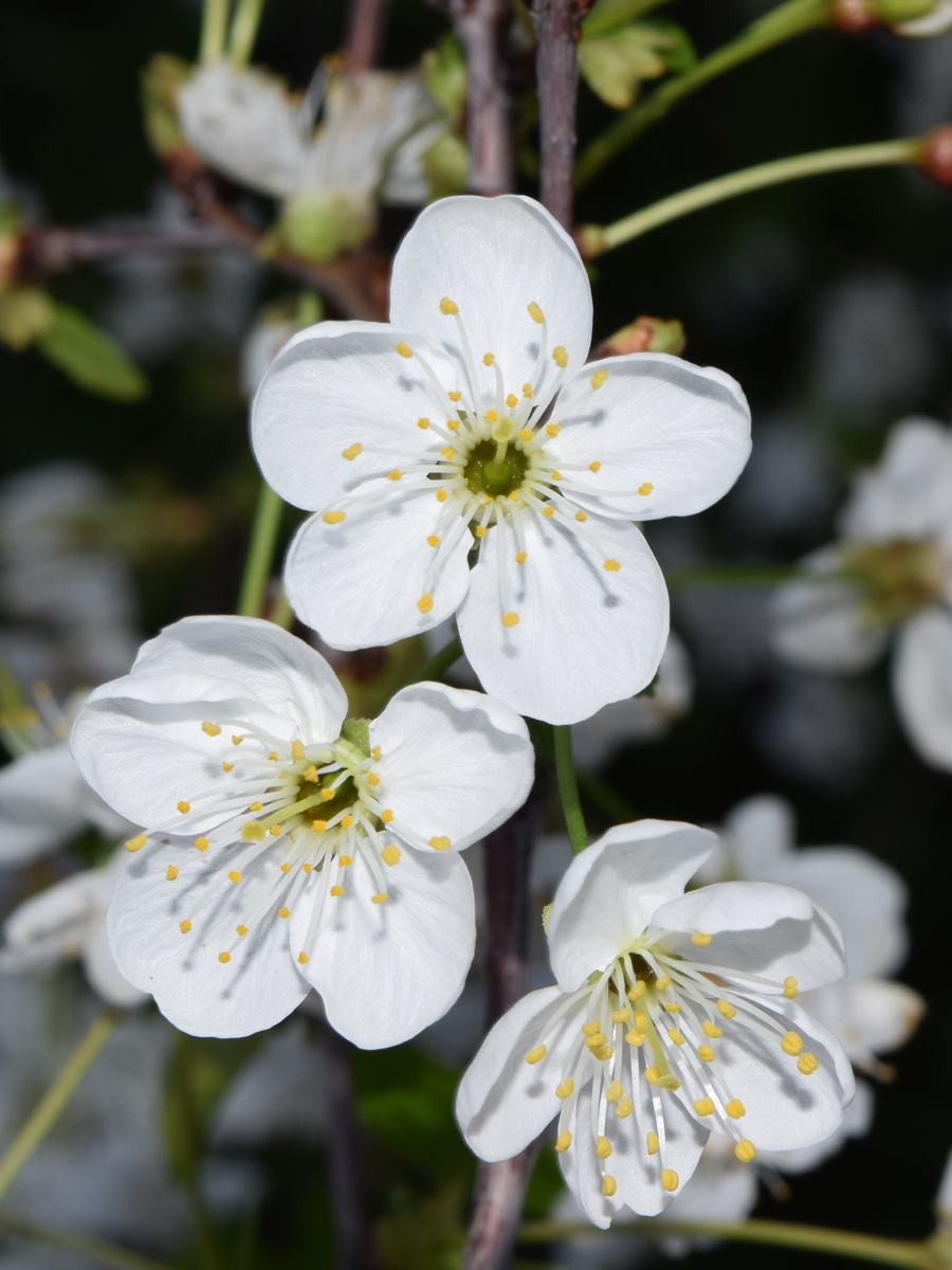 Изображение особи Cerasus vulgaris.