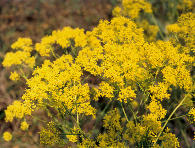 Image of Isatis tinctoria specimen.