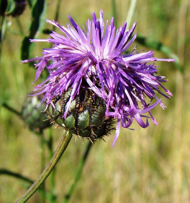 Image of Centaurea scabiosa specimen.