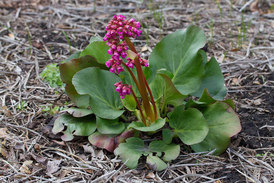 Image of Bergenia pacifica specimen.