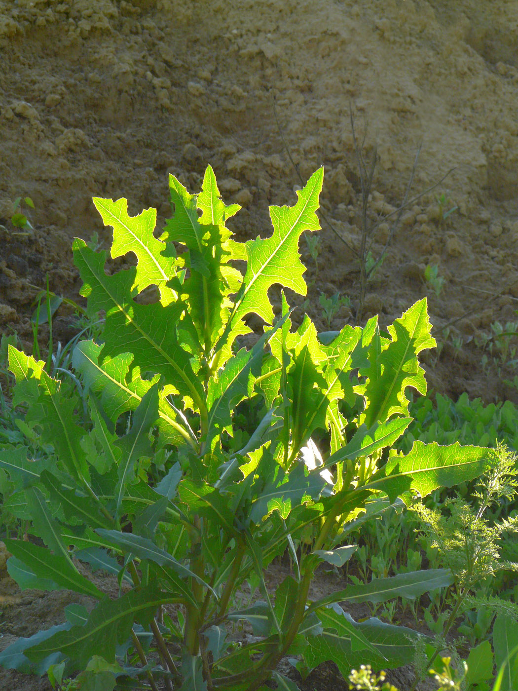 Изображение особи Lactuca serriola.