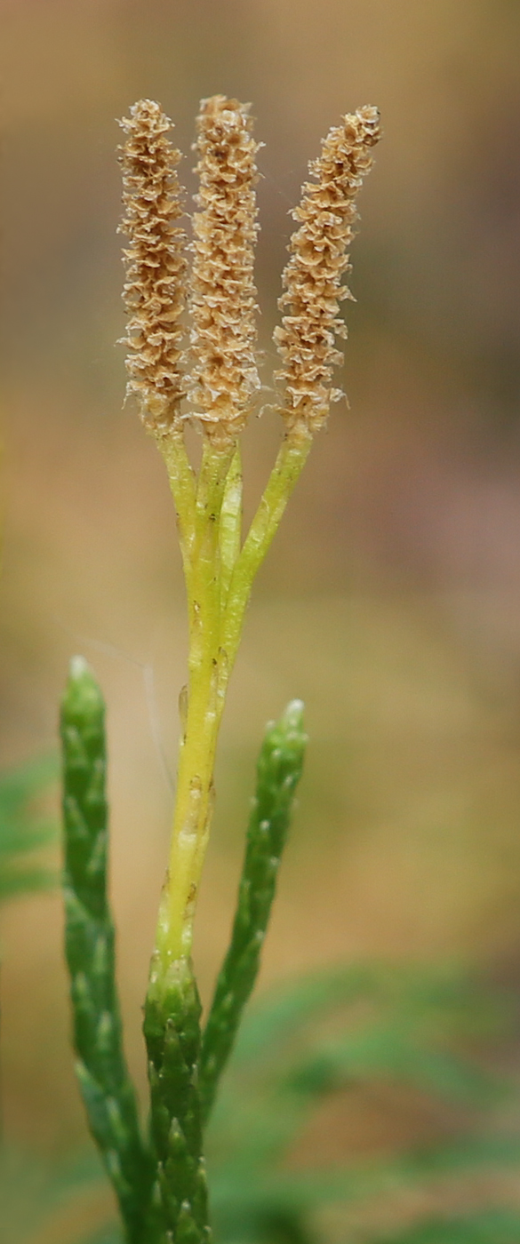 Image of Diphasiastrum tristachyum specimen.