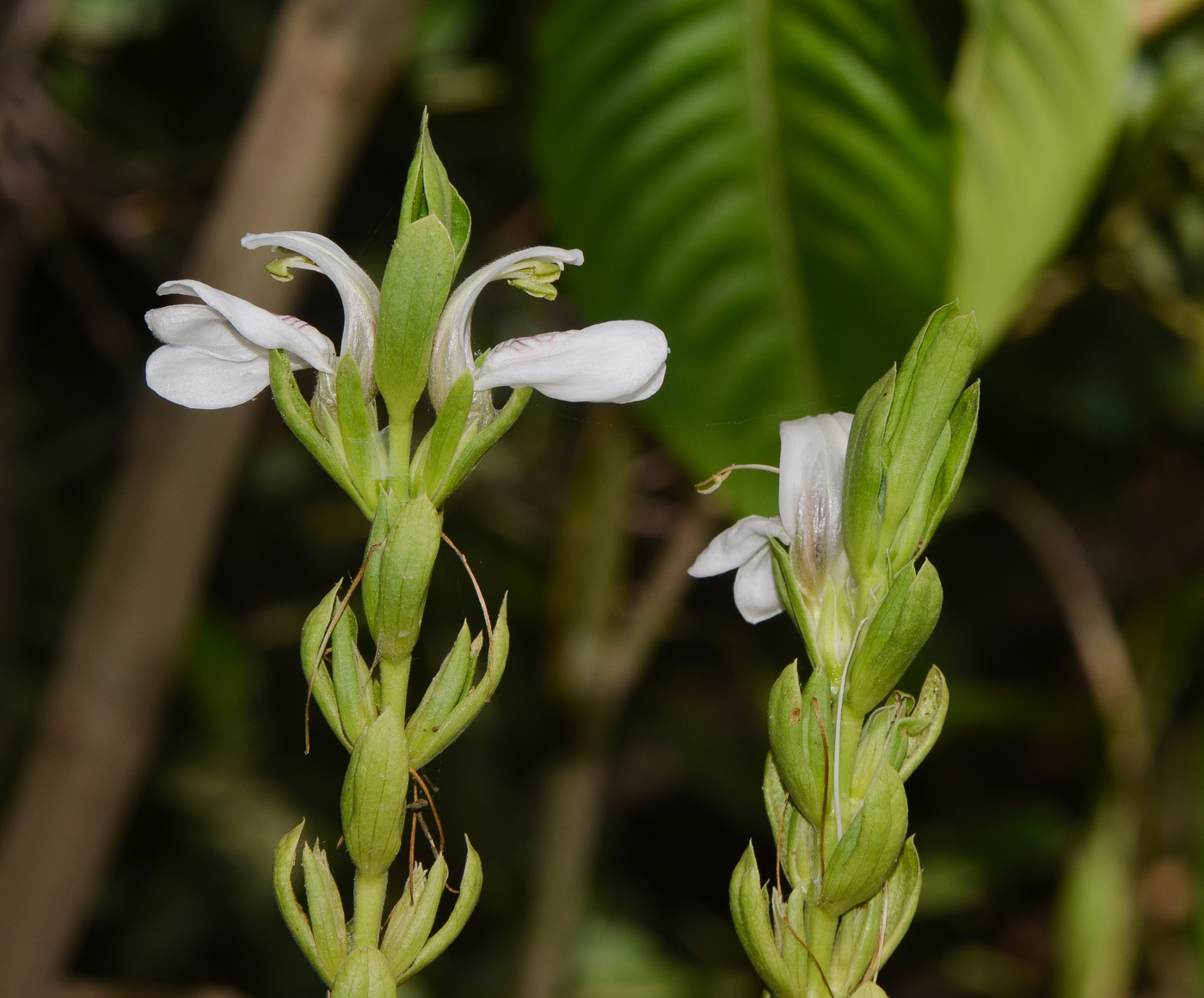 Image of Justicia adhatoda specimen.