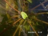 Nymphaea candida