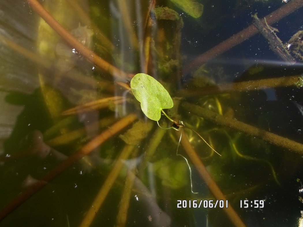 Изображение особи Nymphaea candida.