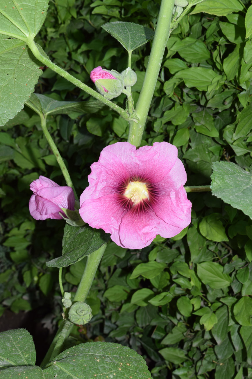 Image of Alcea rosea specimen.