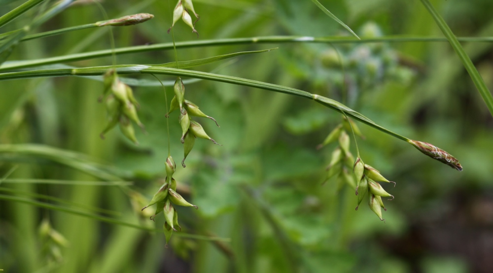 Изображение особи Carex egena.