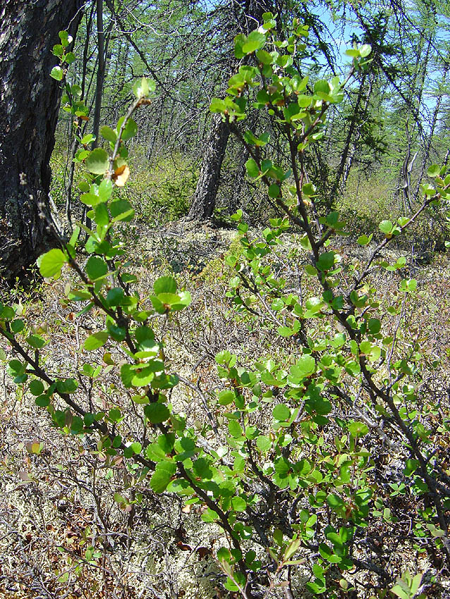 Изображение особи Betula exilis.