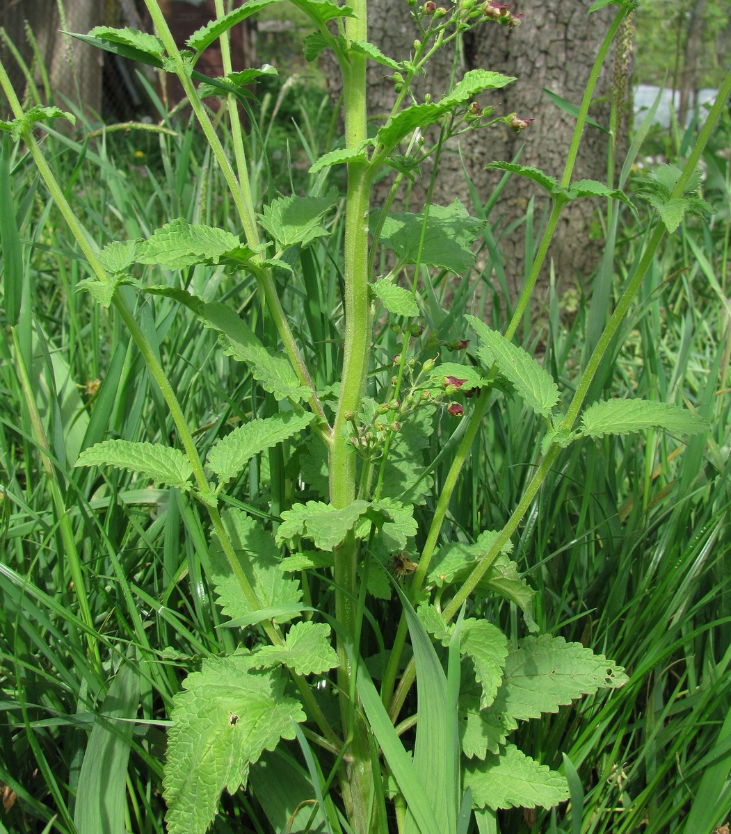 Изображение особи Scrophularia scopolii.