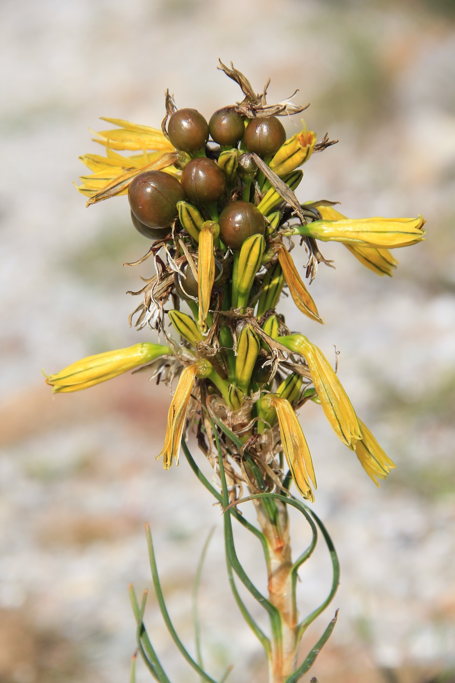 Изображение особи Asphodeline lutea.