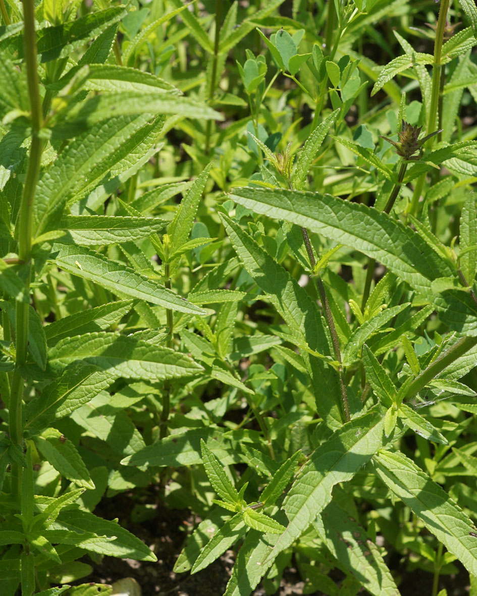 Изображение особи Stachys palustris.