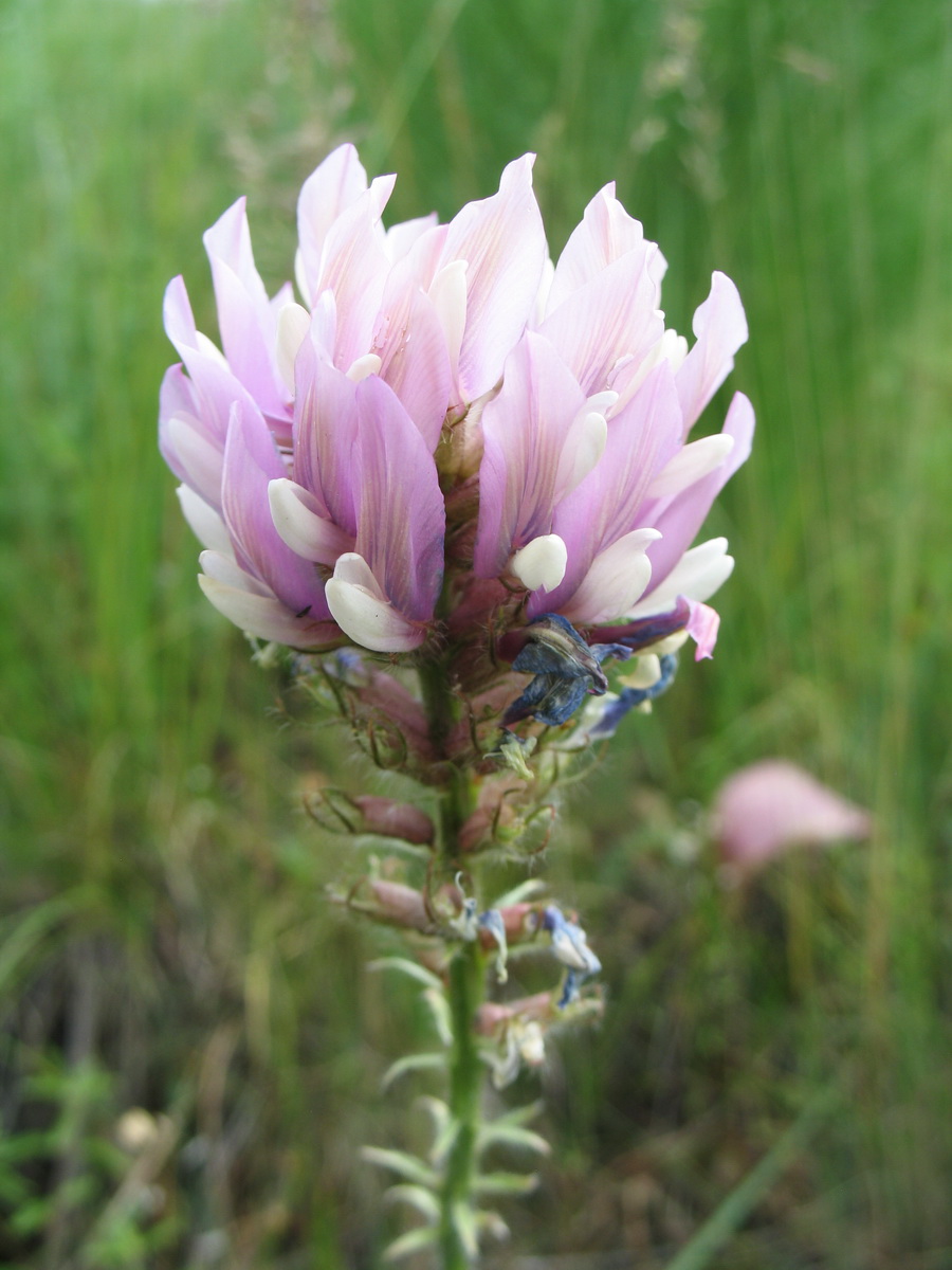 Image of Oxytropis pilosissima specimen.