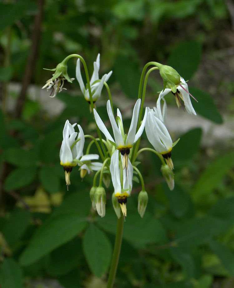 Image of Dodecatheon meadia f. alba specimen.