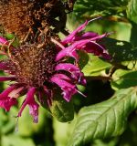 Monarda didyma