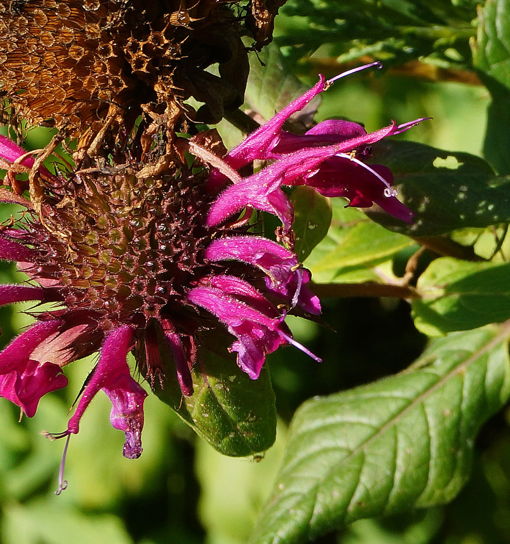 Изображение особи Monarda didyma.