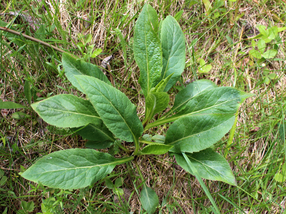 Изображение особи Solidago virgaurea.