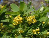 Berberis vulgaris. Верхушка ветки с соцветиями. Украина, г. Запорожье, центральная часть о-ва Хортица. 29.04.2016.