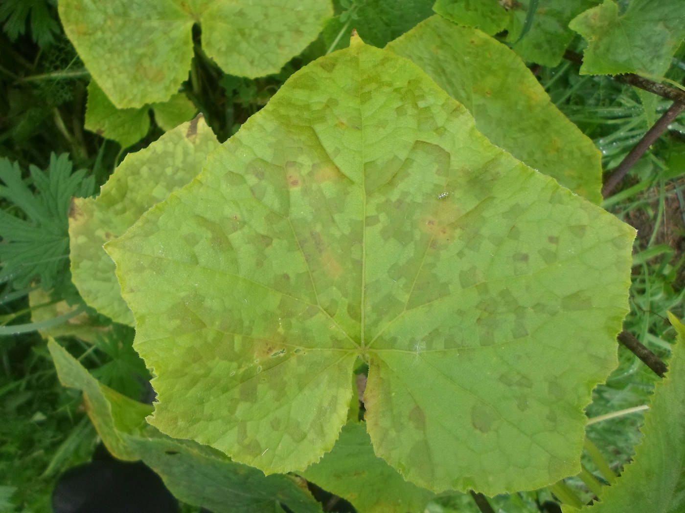 Image of Cucumis sativus specimen.