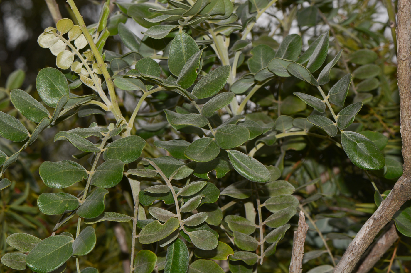 Изображение особи Sophora tomentosa.