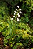 Cephalanthera longifolia